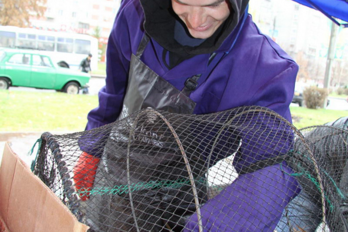 Эх, хвост, чешуя (+фото)